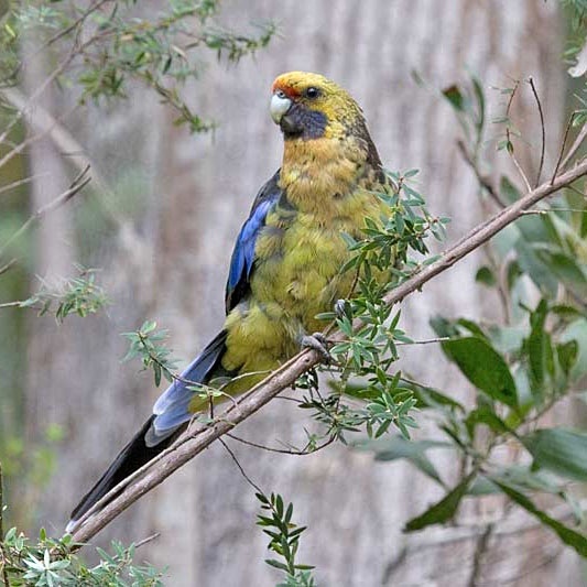 Rozela žltobruchá (Platycercus caledonicus) | LePet.sk