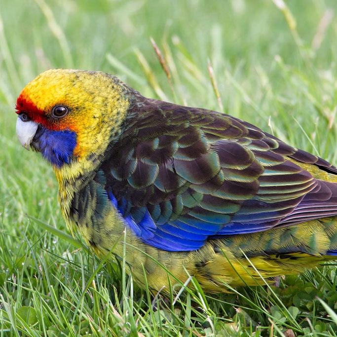 Rozela žltobruchá (Platycercus caledonicus) | LePet.sk
