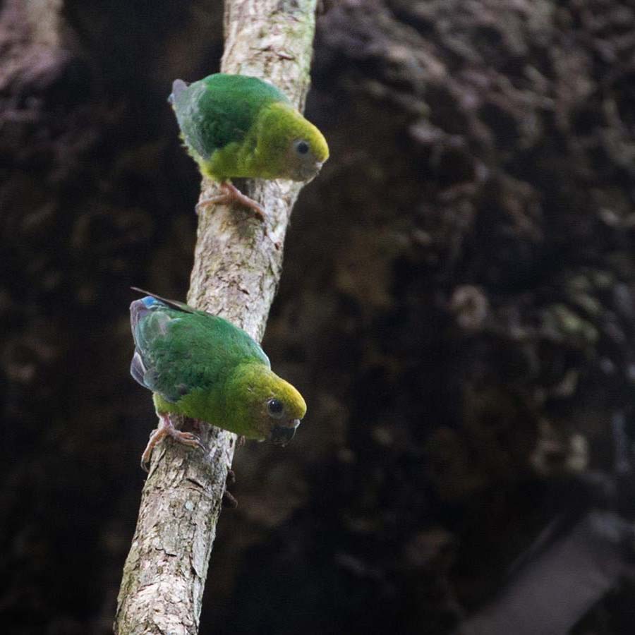 Papagájčik žltotemenný (Micropsitta keiensis) | LePet.sk