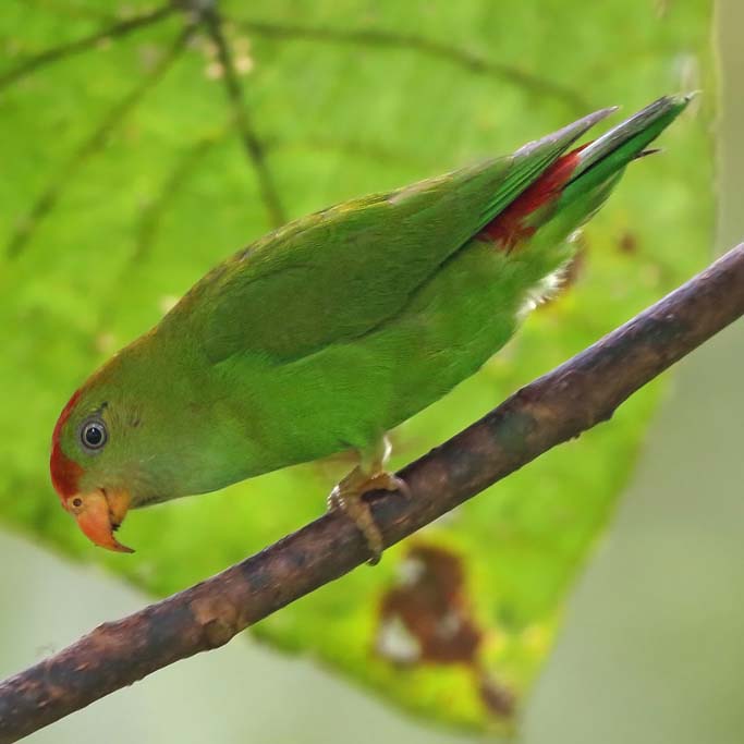 Lorík cejlónsky (Loriculus beryllinus) | LePet.sk