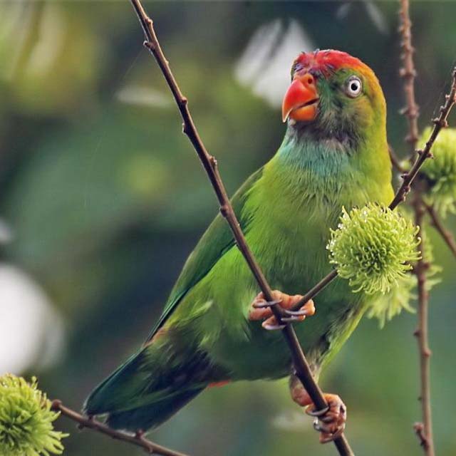 Lorík cejlónsky (Loriculus beryllinus) | LePet.sk