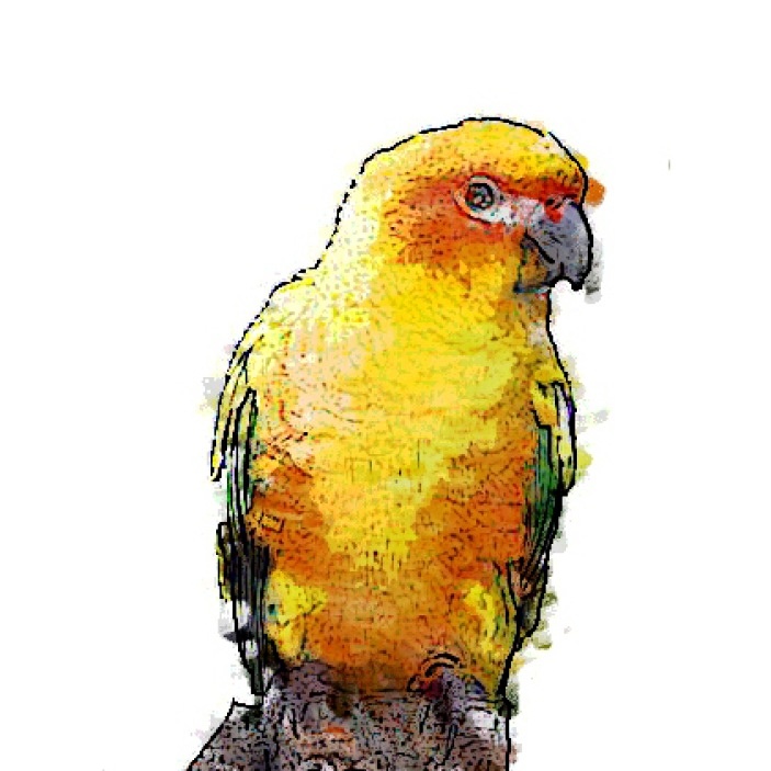 Agapornis