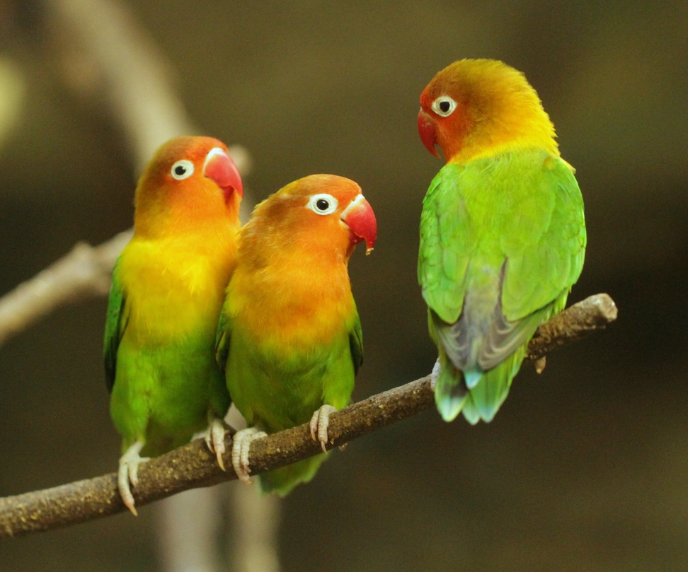Agapornis fischery