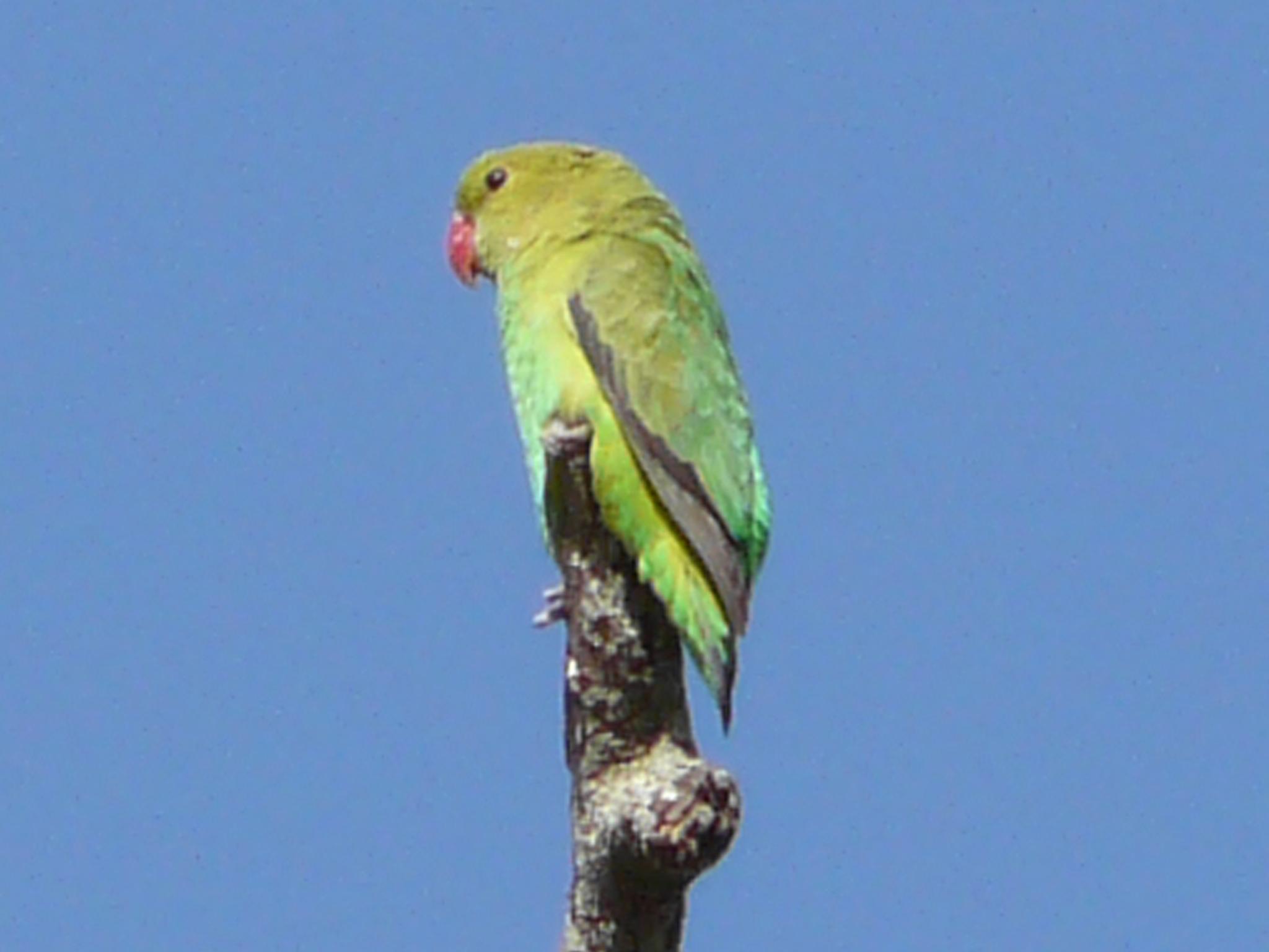 Agapornis etiopsky