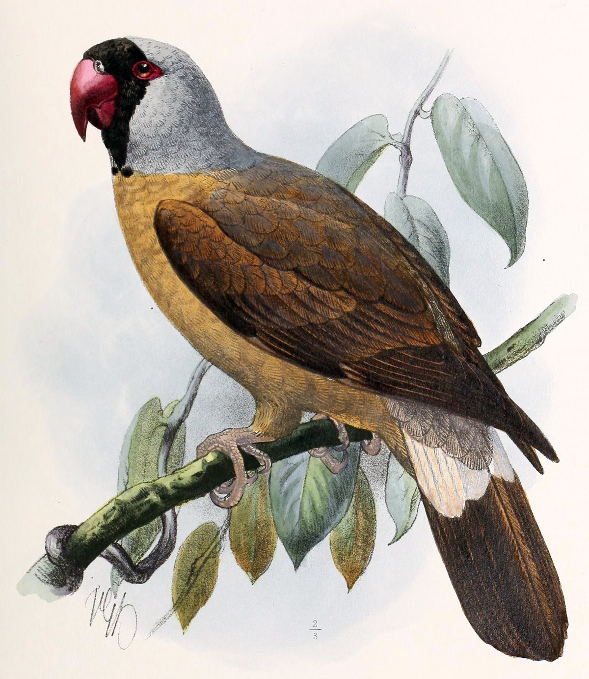 Mascarinus mascarinus - ilustrácia z Buffonovej encyklopédie