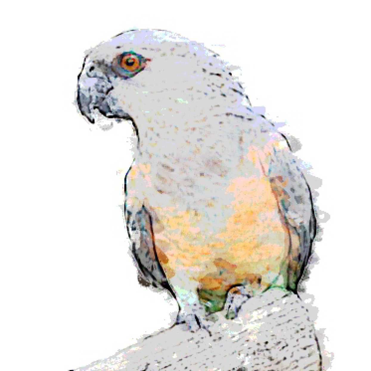 Poicephalus