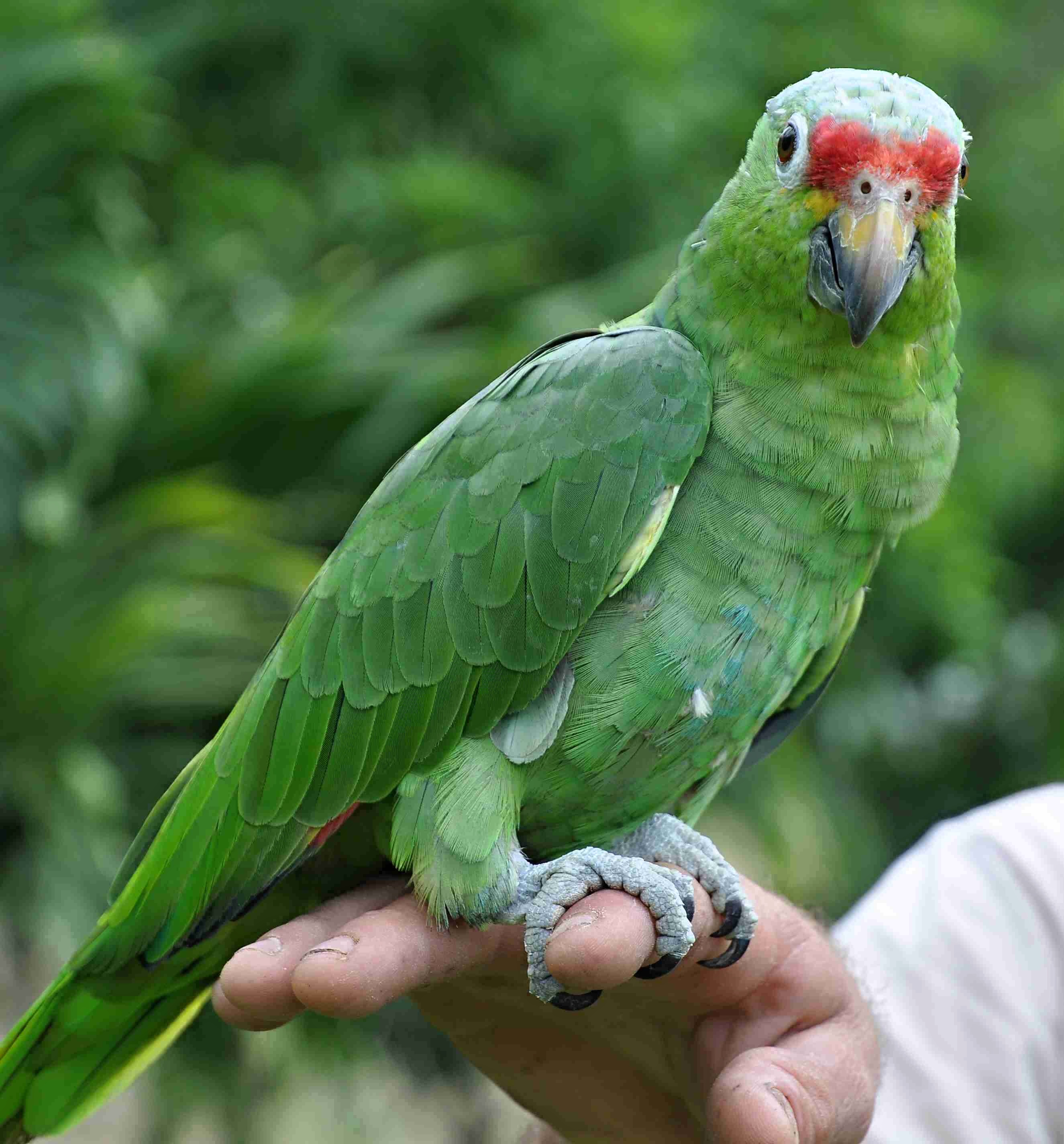 Amazoňan (Amazona)
