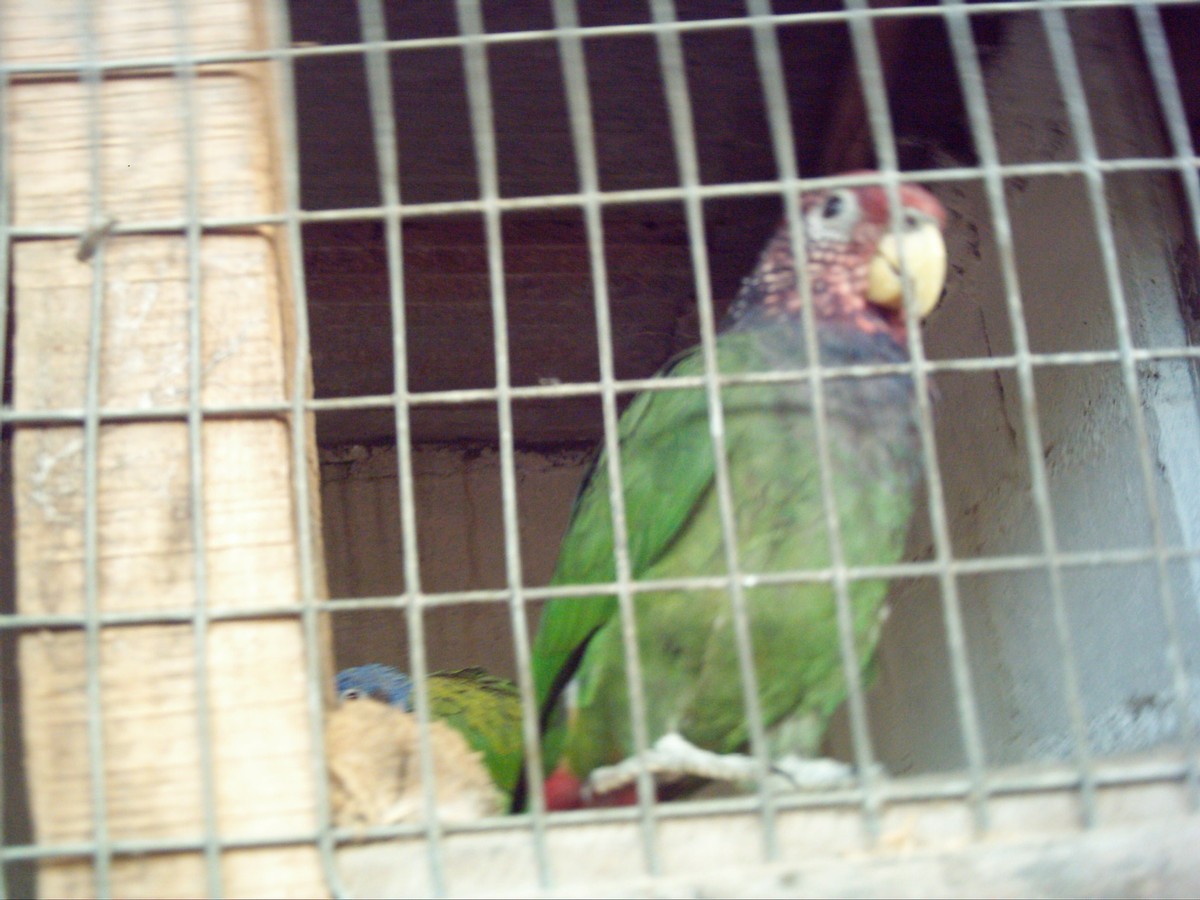 Amazónik hôrny