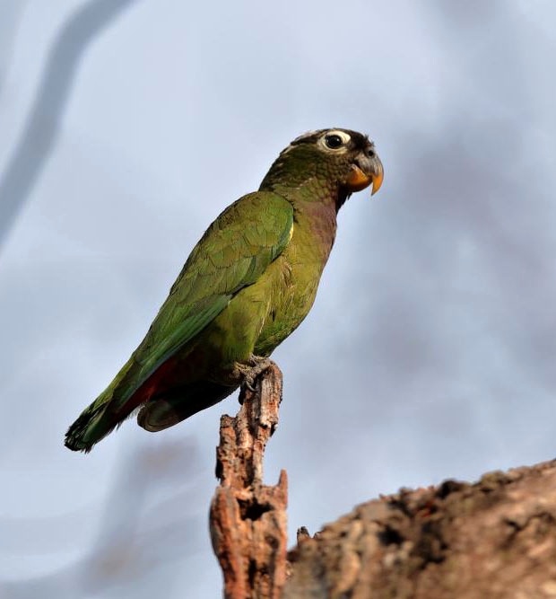 Amazónik (Pionus)