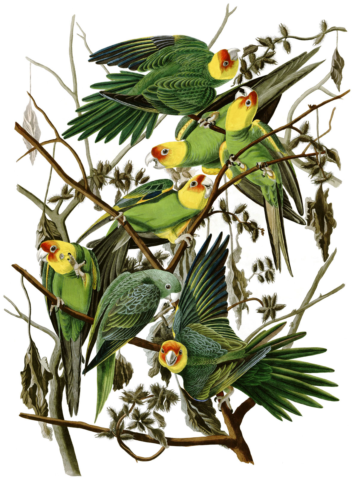 Papagáj karolínsky - Conuropsis carolinensis