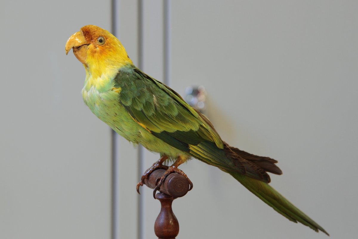 Conuropsis carolinensis - preparát samca z univerzitnej zbierky