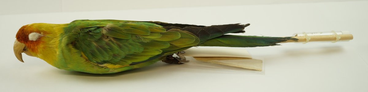 Conuropsis carolinensis - ilustrácia páru z 19. storočia