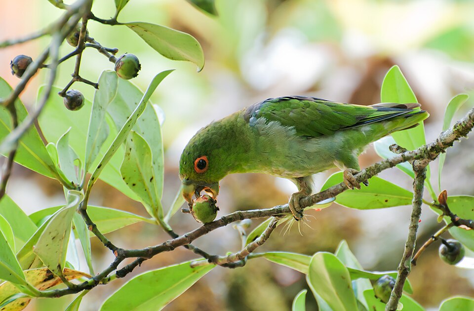 Tui batavika