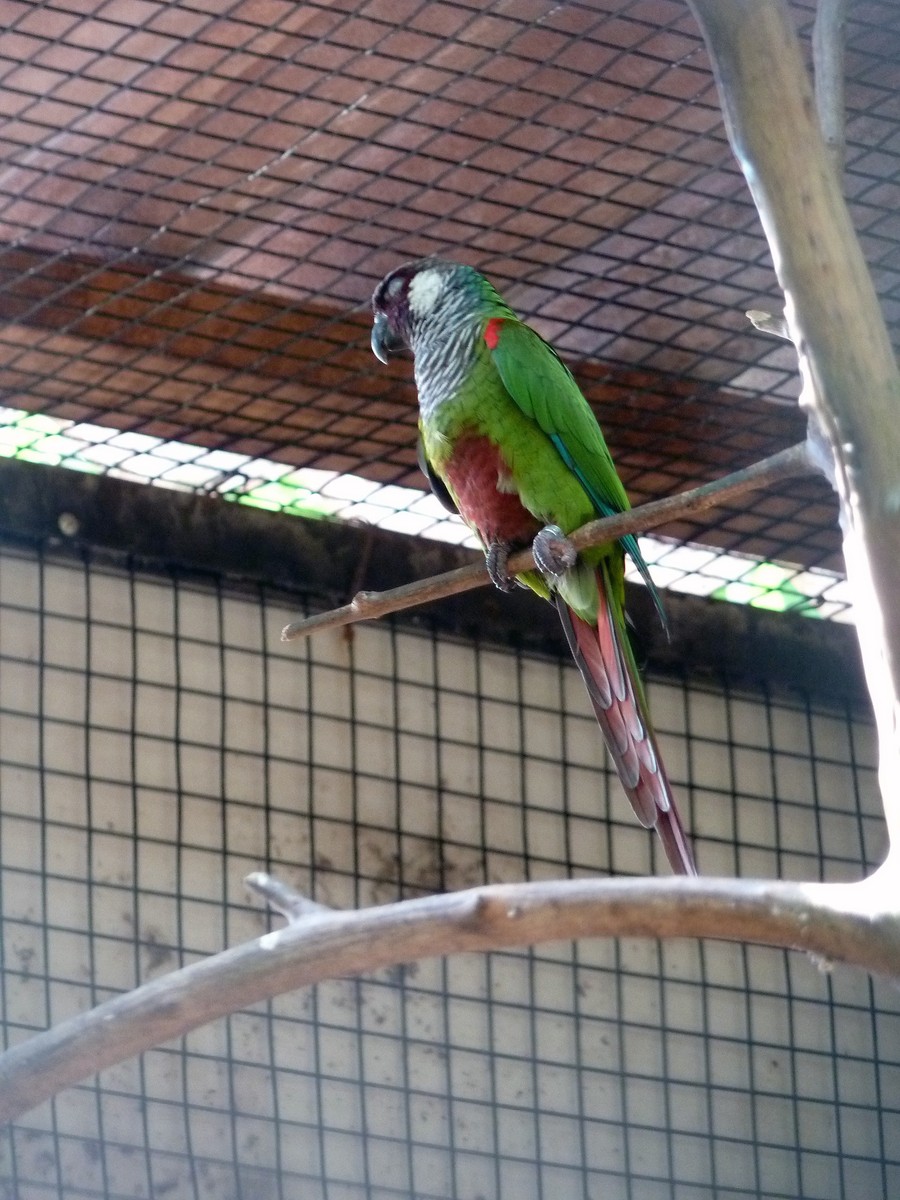 Pyrura bielosluchá