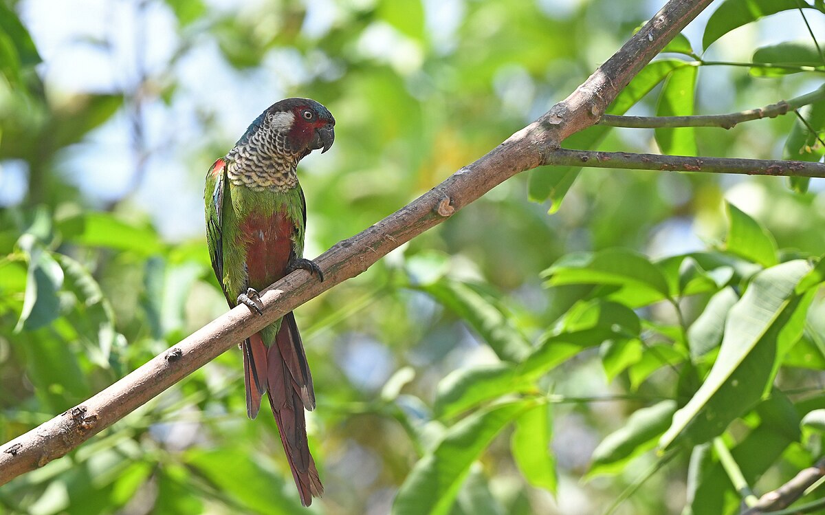 Pyrura modrohlavá — Pyrrhura caeruleiceps, Perijá Parakeet, Sierra de Perijá