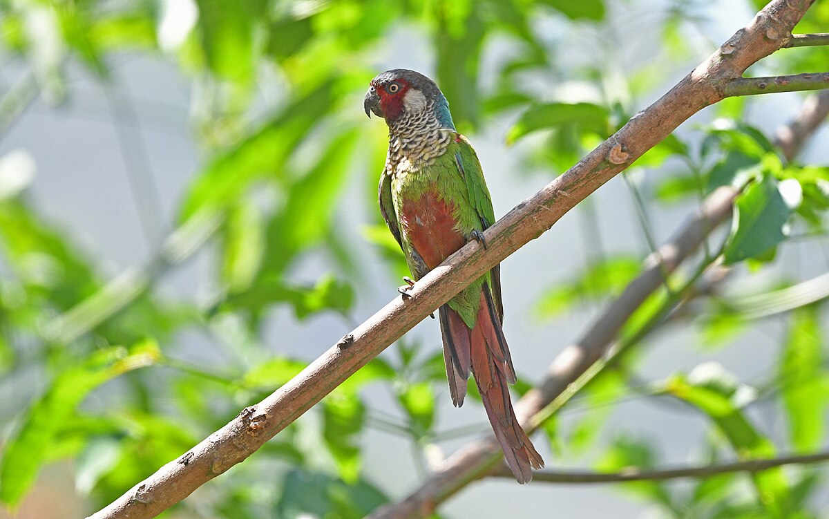 Pyrrhura caeruleiceps — pyrura modrohlavá, detail sfarbenia