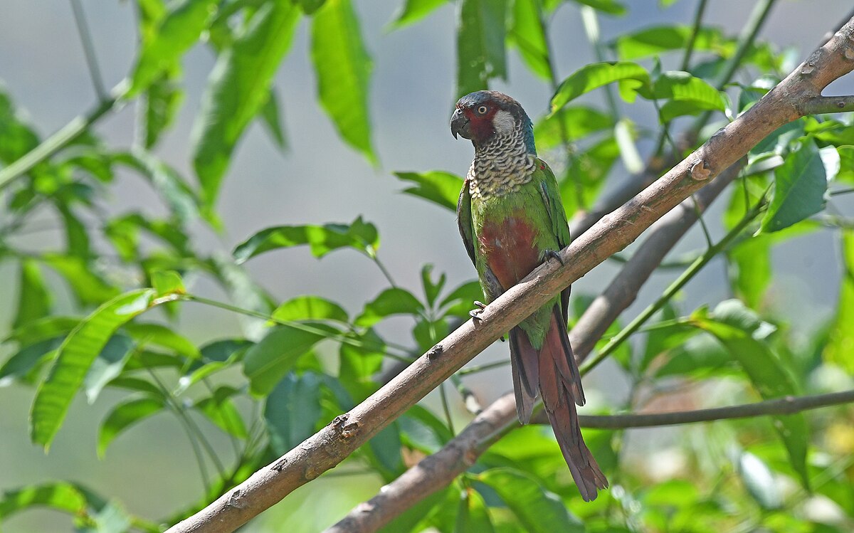 Perijá Parakeet — pyrura modrohlavá, Sierra de Perijá, Kolumbia