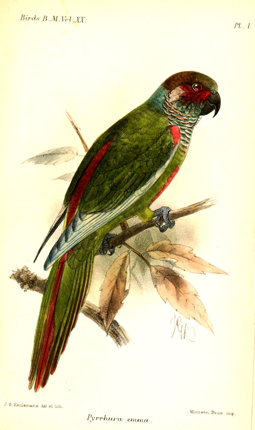 Pyrrhura emma — historická ilustrácia príbuzného druhu (Keulemans)