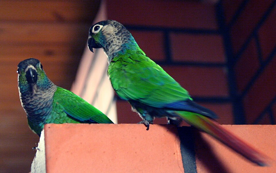 Pyrura modrolíca