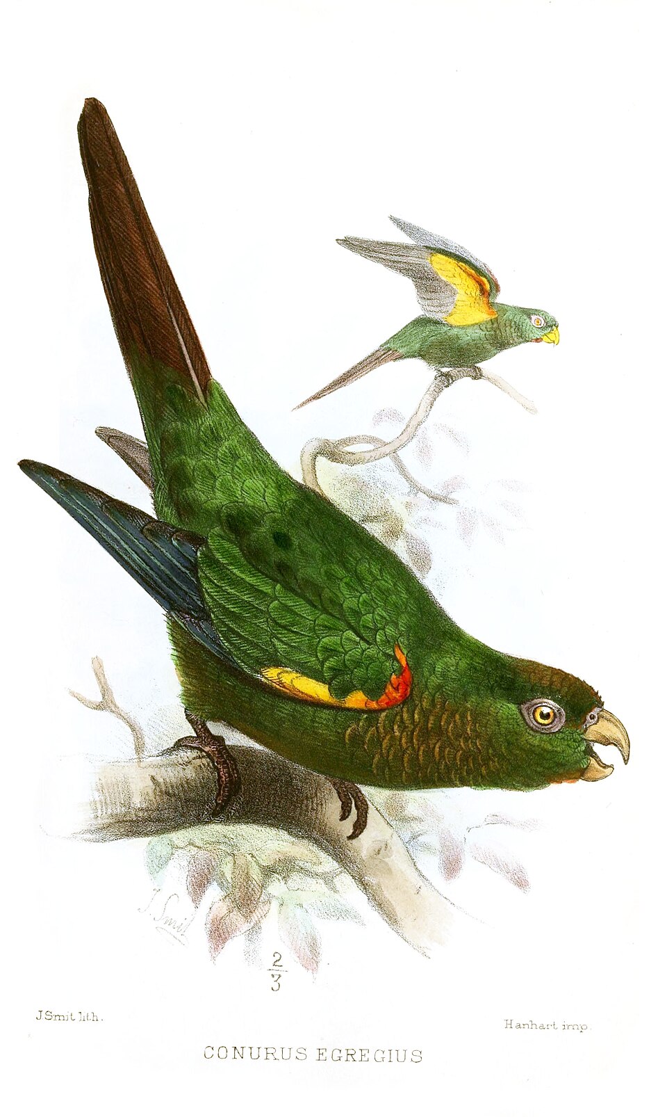 Pyrura podhorská