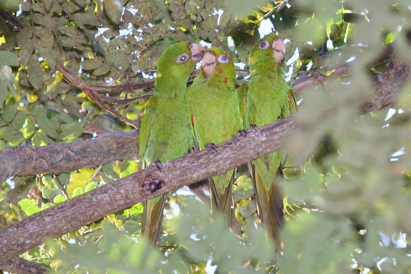 Aratinga zelená