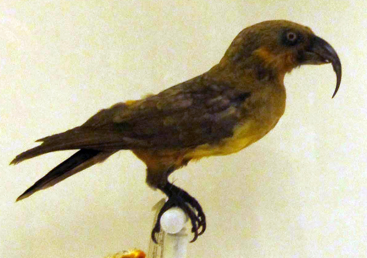 Norfolk kaka - Nestor productus, vyhynutý papagáj z ostrova Norfolk