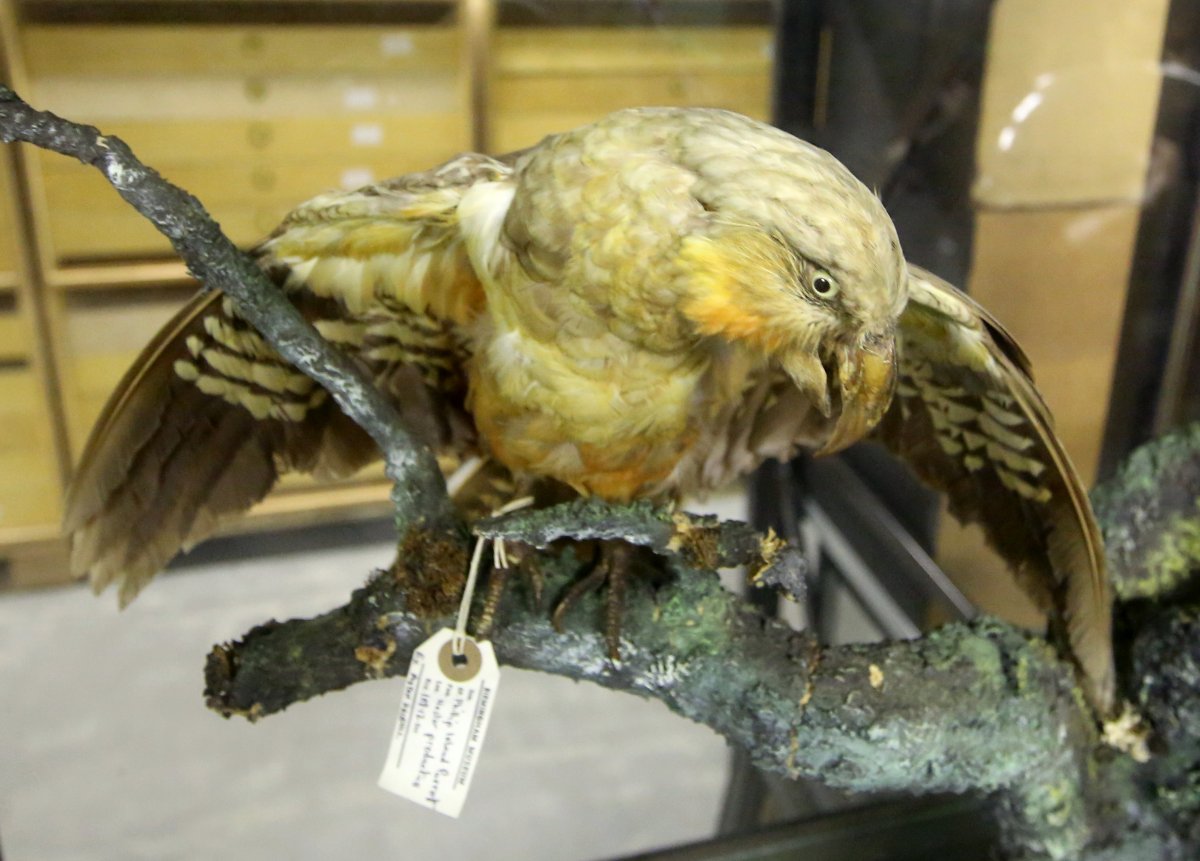 Norfolk kaka — kresba Johna Goulda z 19. storočia