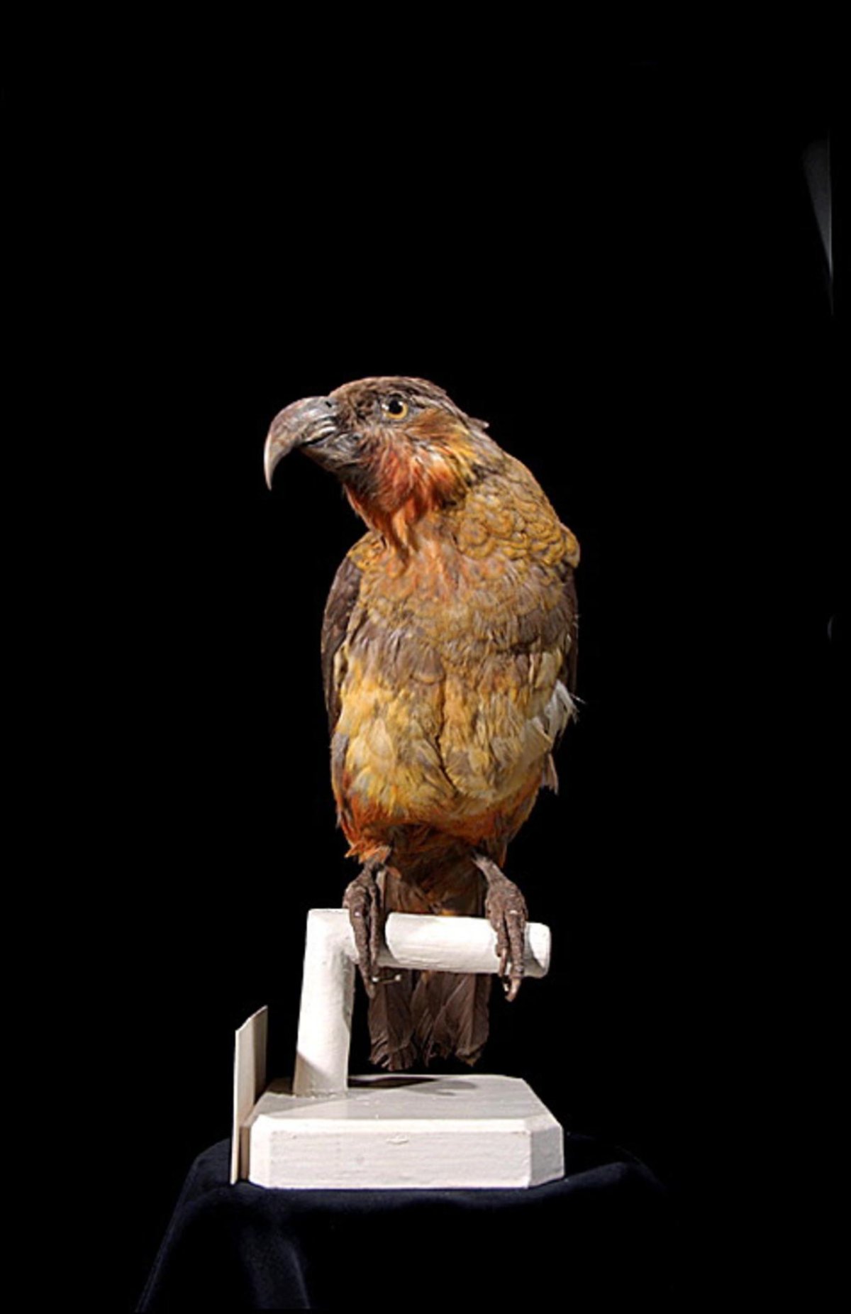 Norfolk kaka — farebná litografia vyhynutého papagája