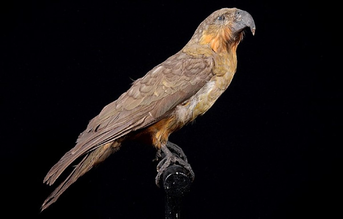 Norfolk kaka — detail zobáka a hlavy z historickej kresby
