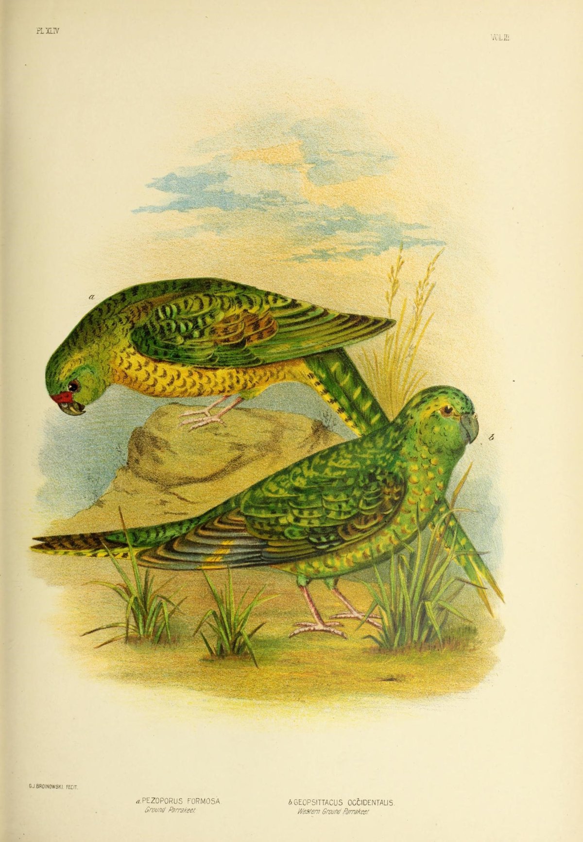 Papagáj nočný - kresba z knihy Birds of Australia