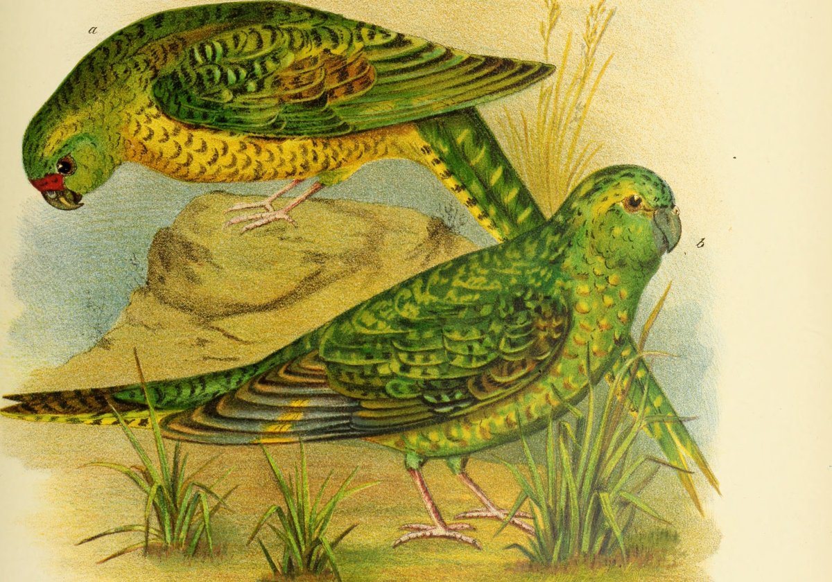 Pezoporus occidentalis - dobová ilustrácia z 19. storočia