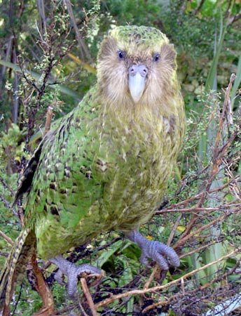 Kakapo soví - portrét samca Sirocco