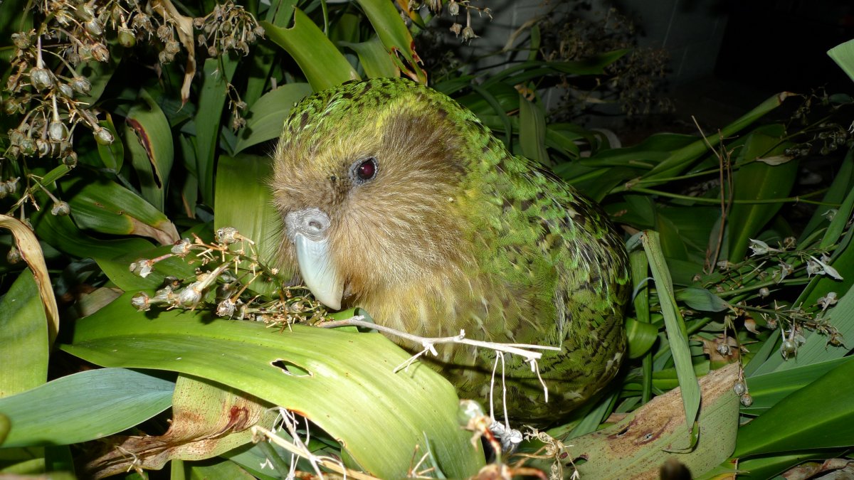 Kakapo soví Sirocco - najznámejší jedinec