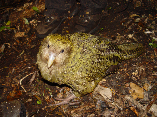 Kakapo soví