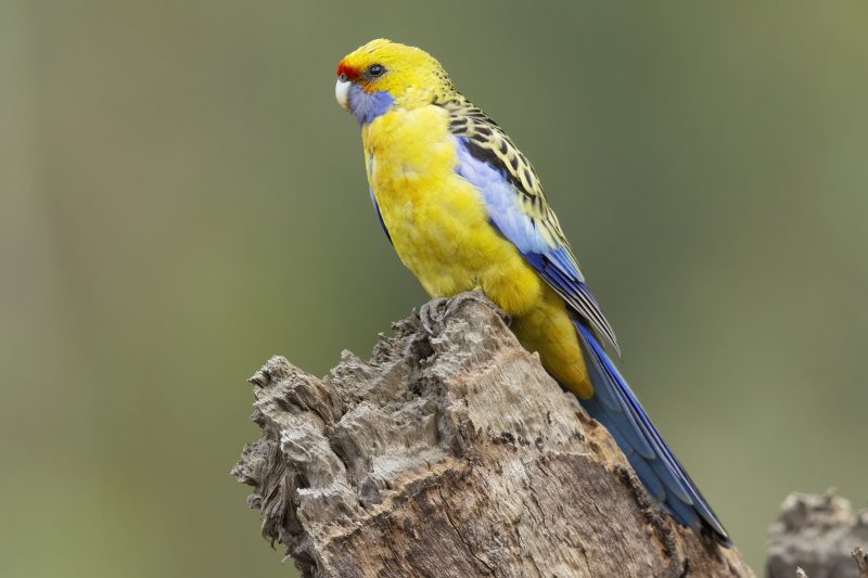 Rozela bledá - Platycercus flaveolus