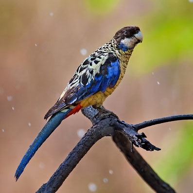 Rozela čiernohlavá (Platycercus venustus) | LePet.sk
