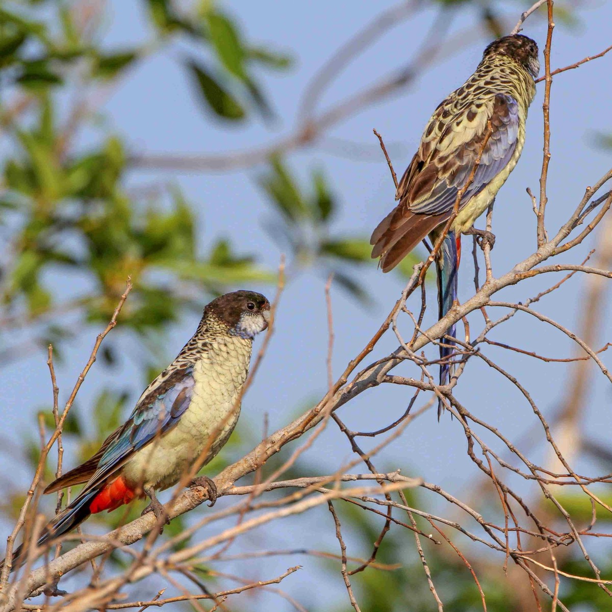 Rozela čiernohlavá (Platycercus venustus) | LePet.sk