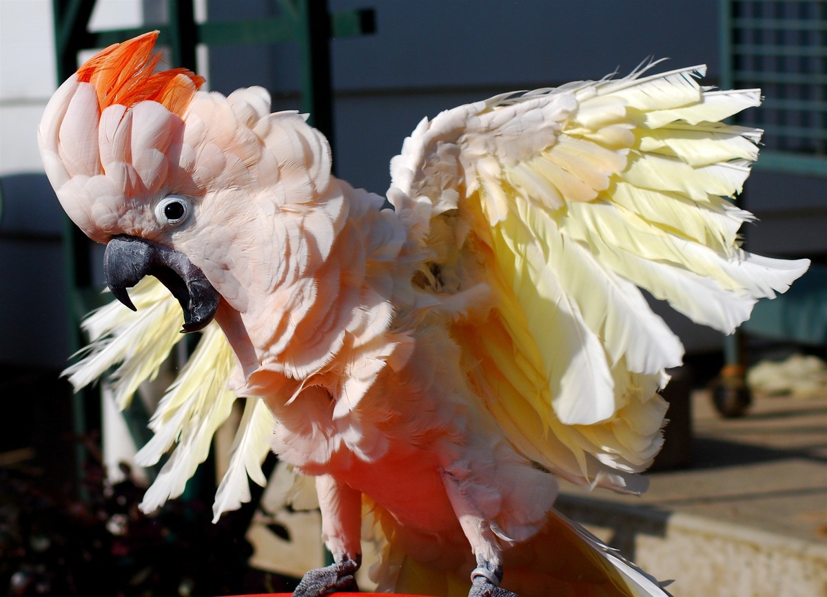 Kakadu molucký - Cacatua  moluccensis