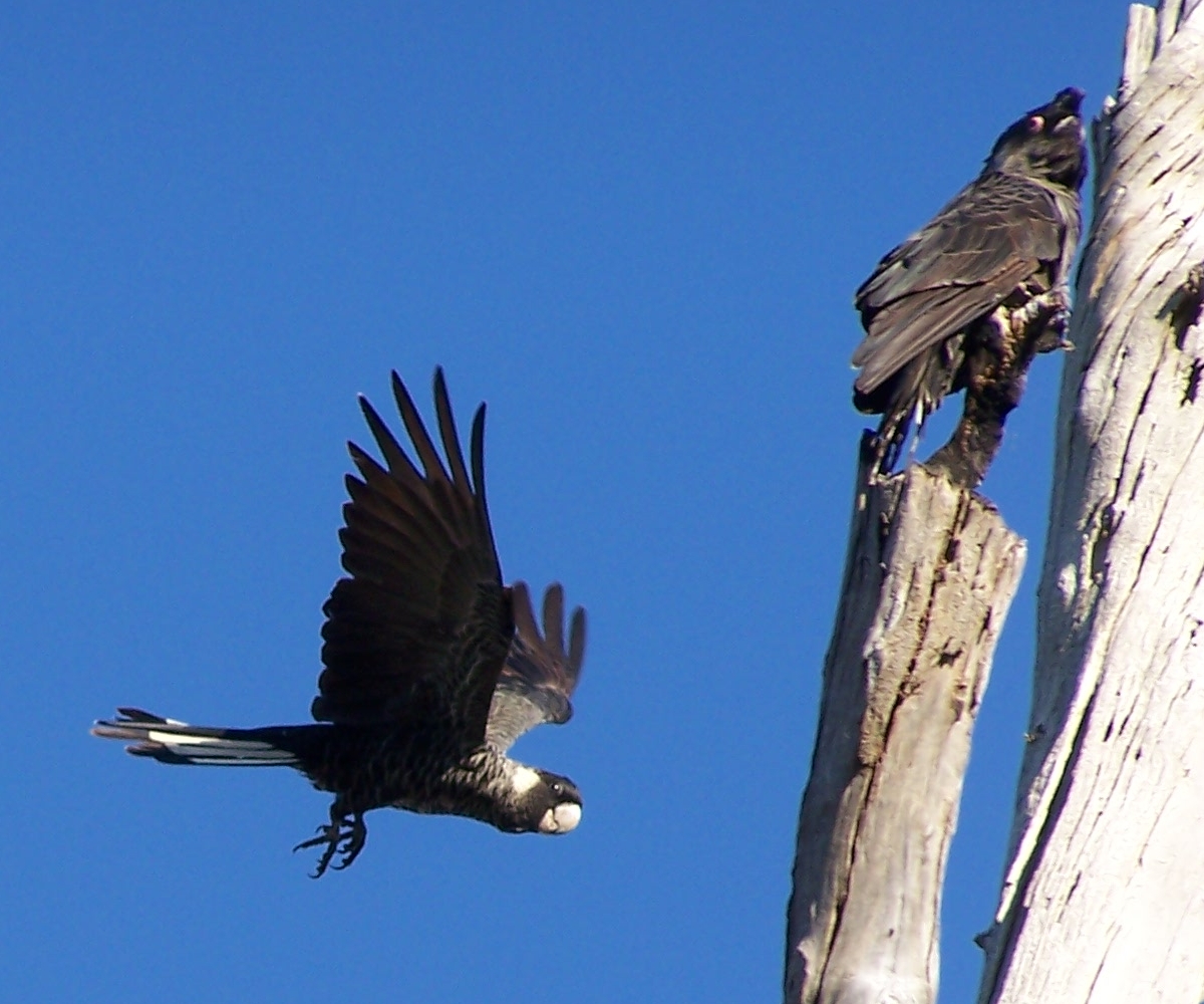 Kakadu Carnabyho - Calyptorhynchus latirostris