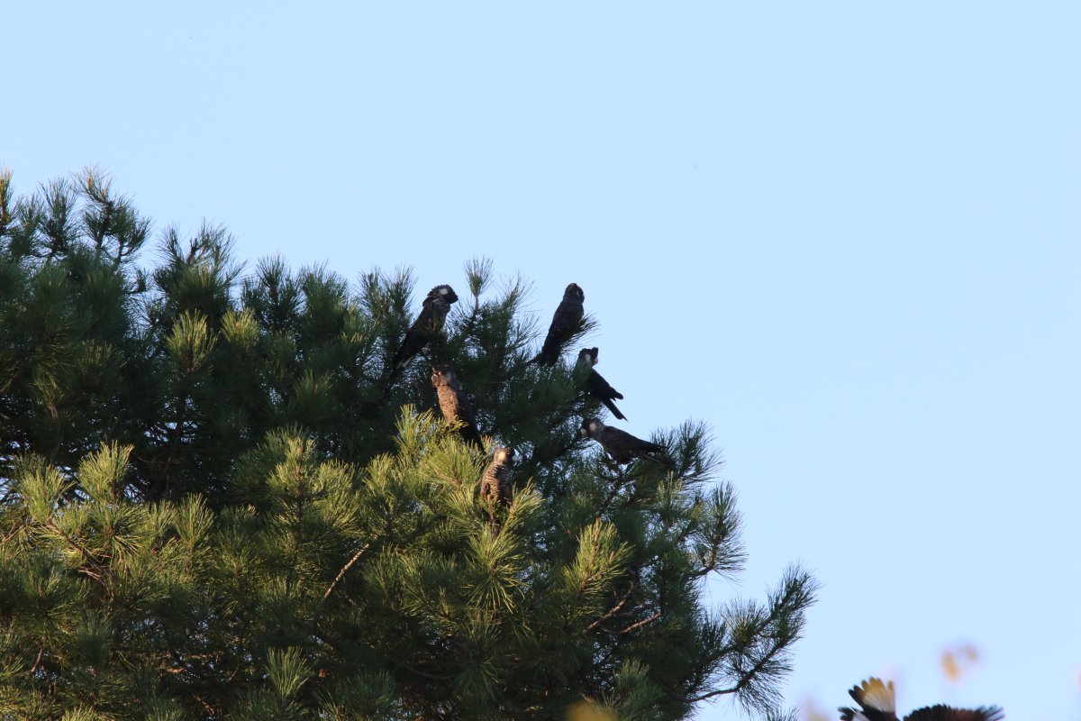 Kakadu Carnabyho v prírode - Calyptorhynchus latirostris