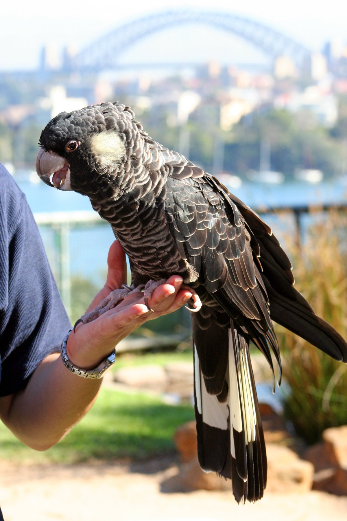 Samica kakadu Carnabyho v zoo