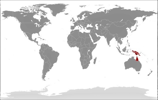 Probosciger  aterrimus - mapa vyskytu