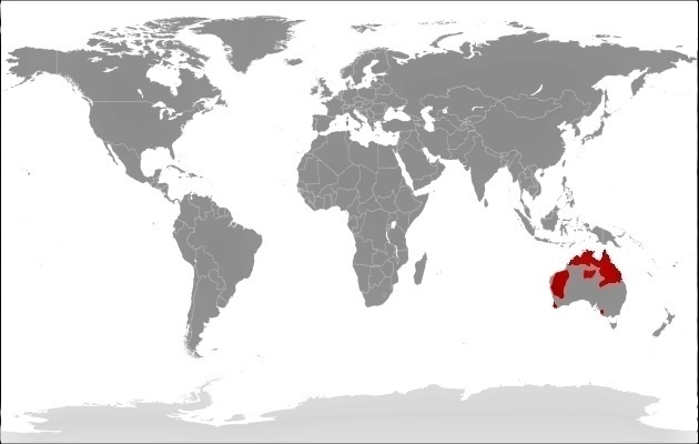Calyptorhynchus  banksii - mapa vyskytu