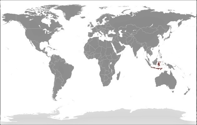 Cacatua  sulphurea - mapa vyskytu