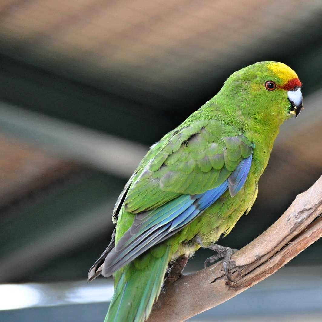Kakariki (Cyanoramphus)