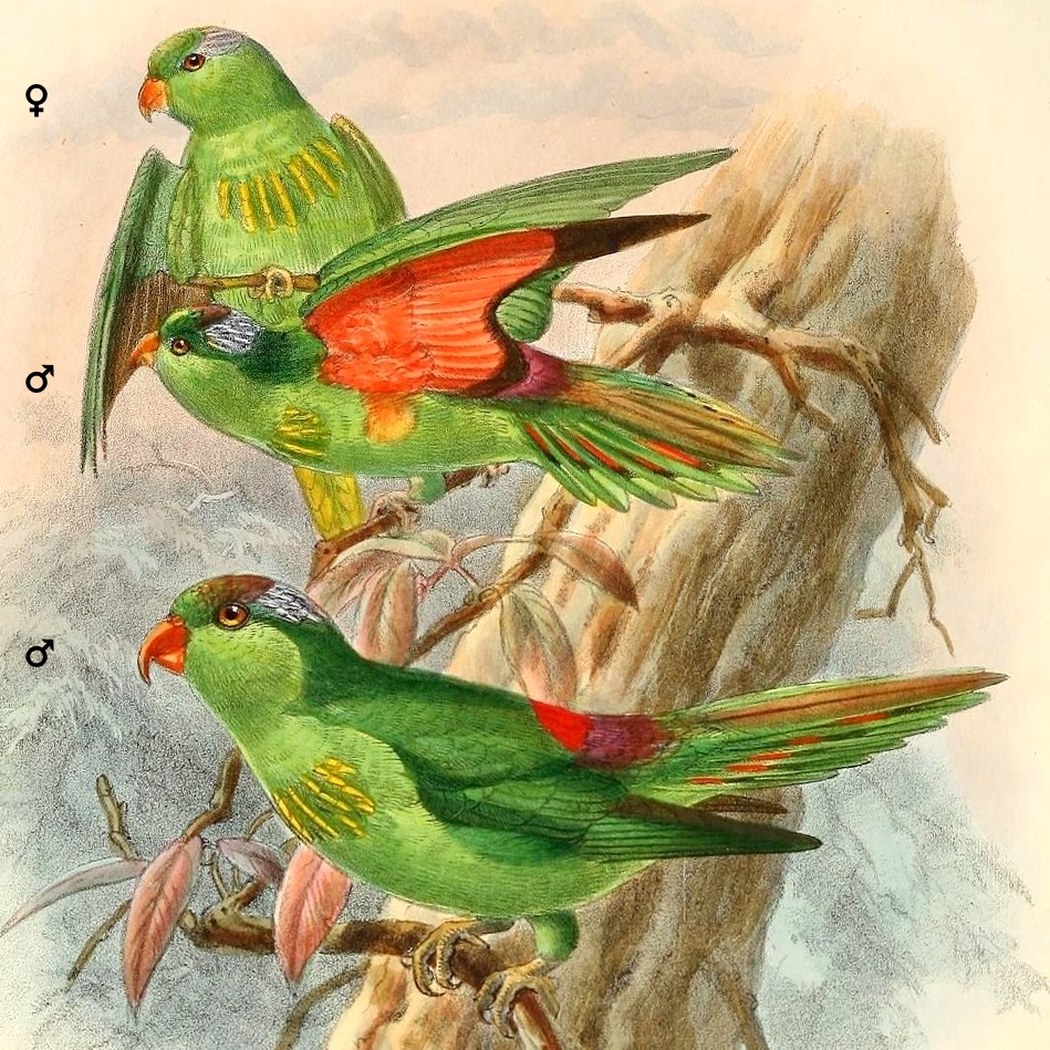 Charmozin Wilhelmin