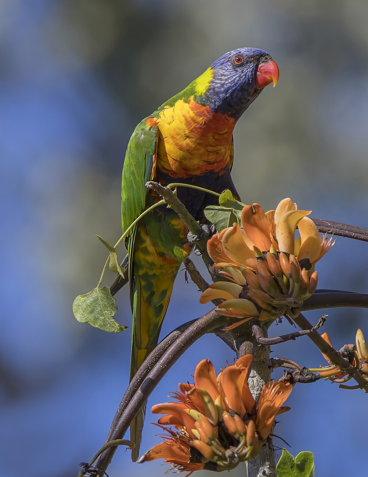 Lori Swainson - Trichoglossus moluccanus, lori dúhový z Austrálie