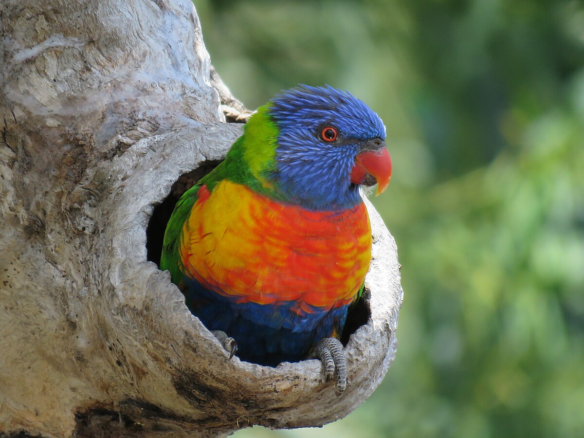 Trichoglossus moluccanus — lori dúhový v dutine stromu