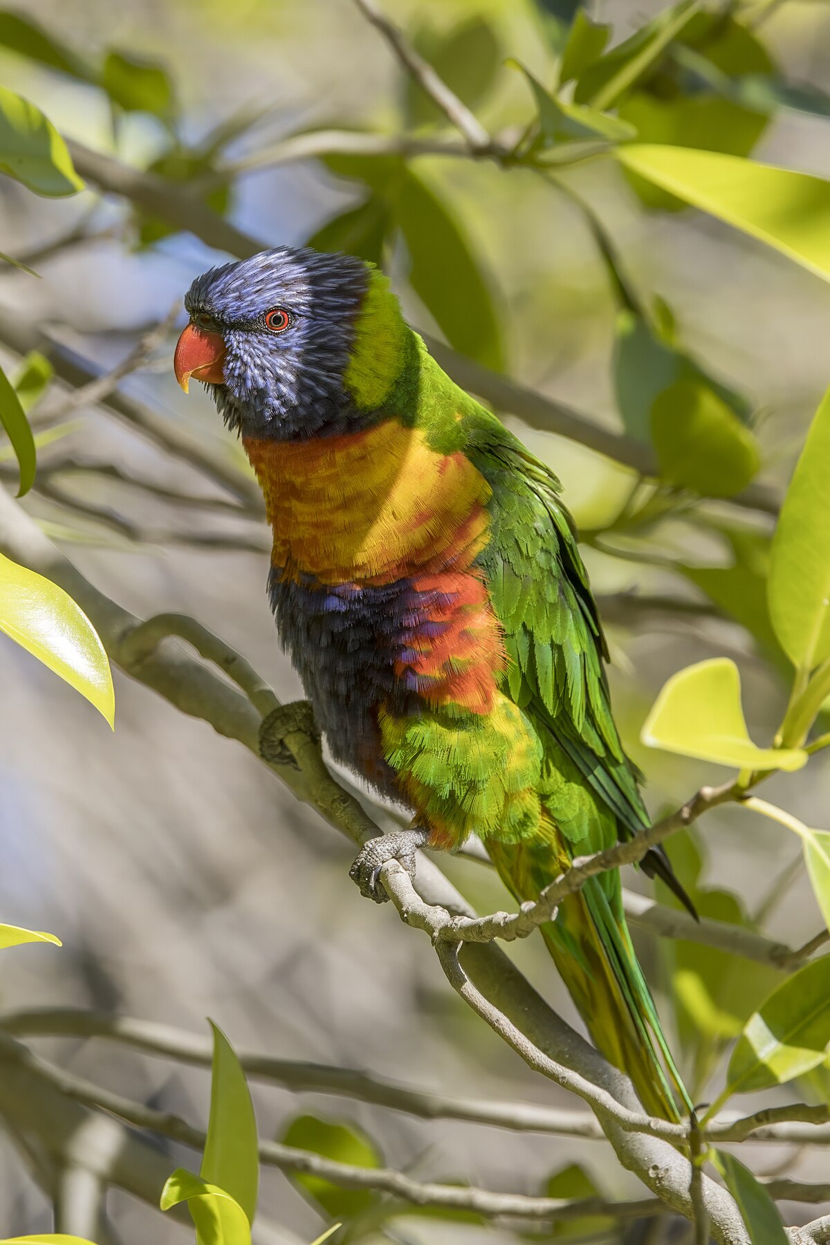 Rainbow Lorikeet — lori Swainson, detail sfarbenia v Adelaide