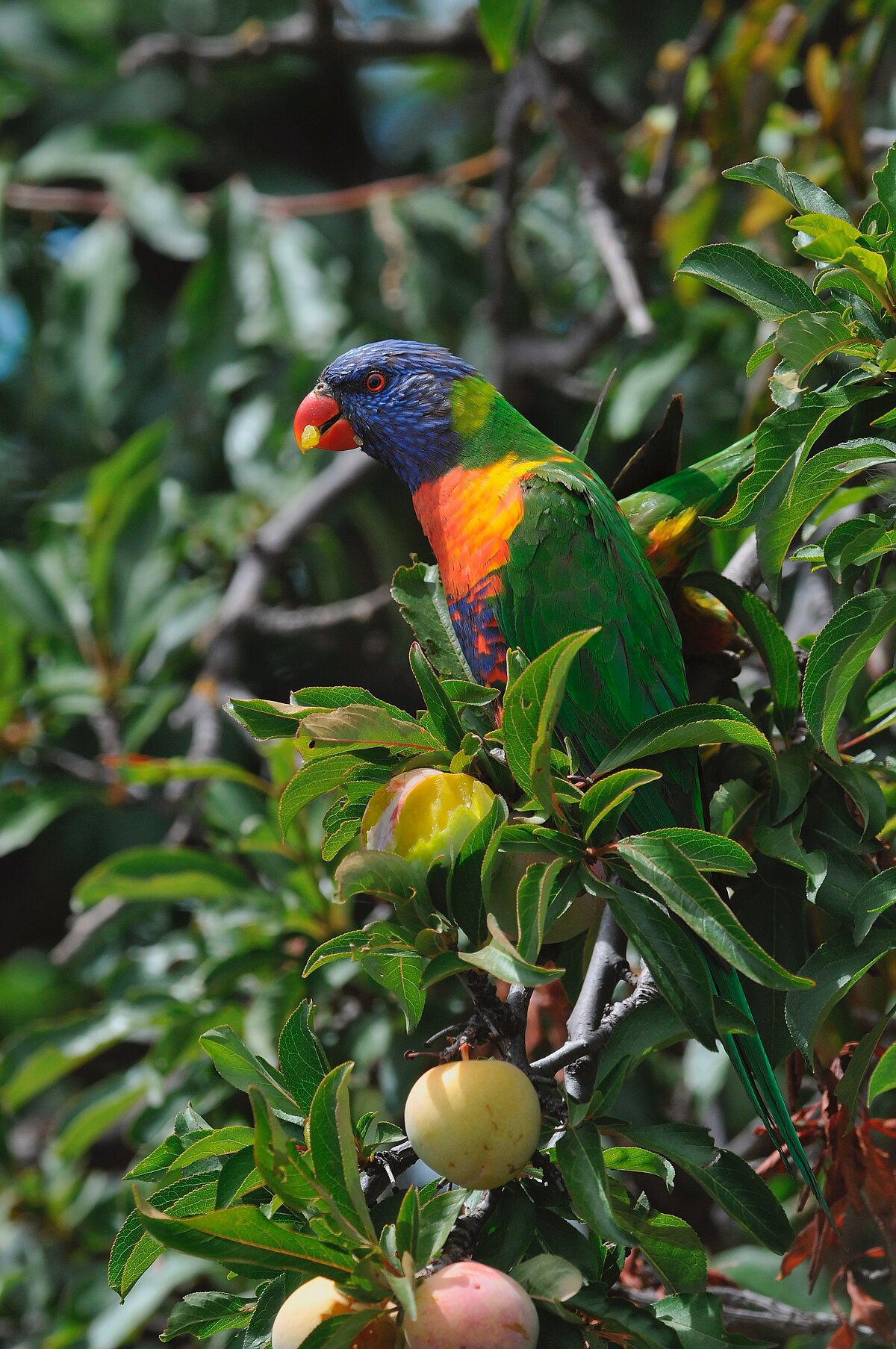Trichoglossus moluccanus — lori dúhový konzumujúci ovocie